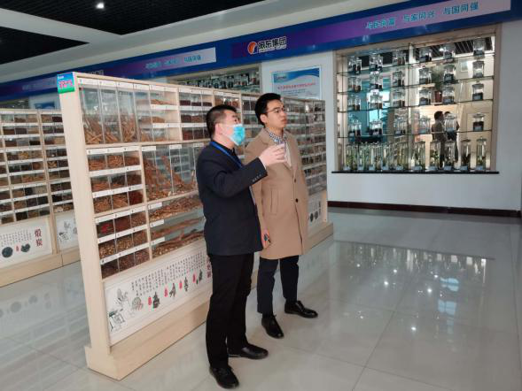 依托潞黨參和連翹兩大優質特色中藥材，平順縣向國家現代農業產業園邁進