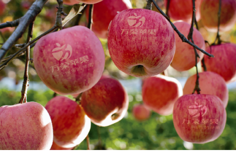 依托蘋果和香菇兩大特色優勢產業，萬榮縣積極申創國家農業現代化示范區