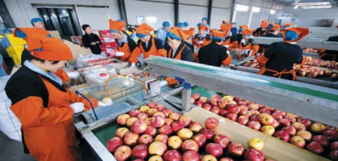 依托蘋果和香菇兩大特色優勢產業，萬榮縣積極申創國家農業現代化示范區